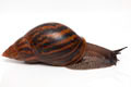 Achatina achatina achatina Ghana typ 2a adult import